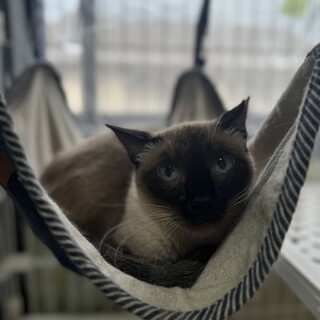 シャム風　ミルクちゃん　女の子　推定5歳