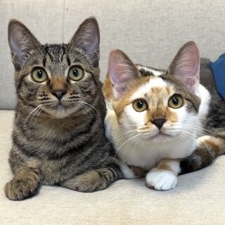 【12/7三田】オモチャおやつで少しずつ仲良く