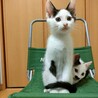 [動画あり][保護猫]白黒トビ★3か月の女の子 サムネイル2