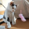 [動画あり][保護猫]白黒トビ★3か月の女の子 サムネイル3