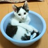 [動画あり][保護猫]白黒トビ★3か月の女の子 サムネイル4