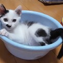 [動画あり][保護猫]白黒トビ★3か月の女の子