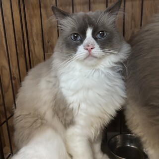 大切に育ててくれる方