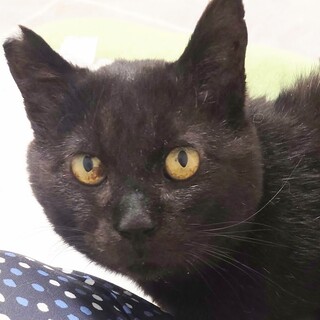 お顔の変化を見て欲しい！黒猫もんちゃん(仮)