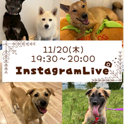 インスタライブ from 生駒譲渡センター