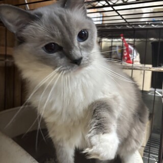 家族として大切に育ててくれる方