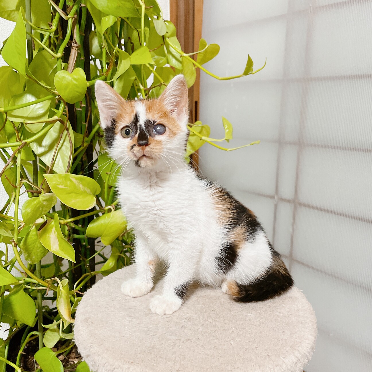 いちごねこ様♡専用ページ 📸