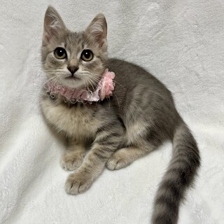 【10/19東銀座】すみれちゃん★３ヵ月♪