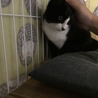 きれいなハチワレちゃんです