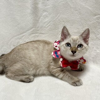 【11/2東銀座】ももちゃん★３ヵ月半♪