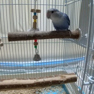 コザクラバイオレットの募集てす