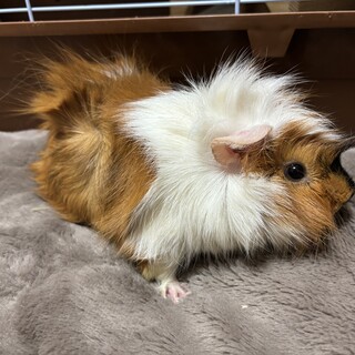 モルモットB　1歳