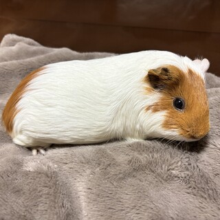 モルモットC　メス