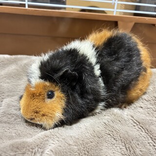 モルモットD　メス　募集一時停止中