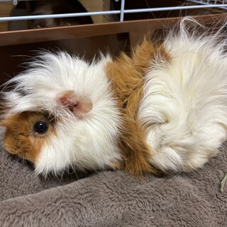 モルモットA　オス1 歳