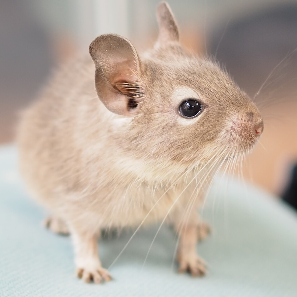 ちものカバー写真