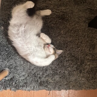 ノルウェーMIX 生後5ヶ月