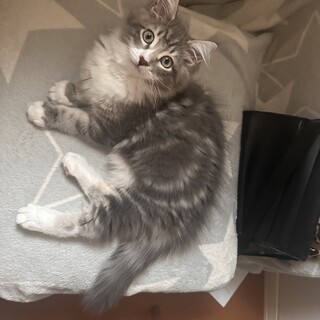 ノルウェーMIX 生後5ヶ月