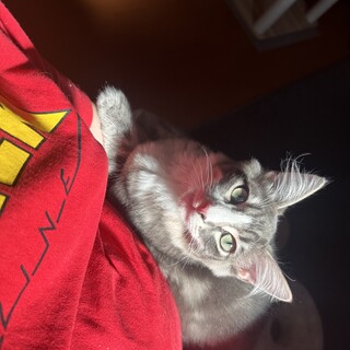 ノルウェーMIX 生後5ヶ月