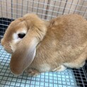 うさぎ　ドワーフロップイヤー