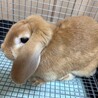 うさぎ　ドワーフロップイヤー サムネイル1