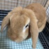うさぎ　ドワーフロップイヤー サムネイル2