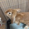 うさぎ　ドワーフロップイヤー サムネイル3