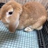 うさぎ　ドワーフロップイヤー サムネイル4