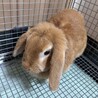 うさぎ　ドワーフロップイヤー サムネイル5
