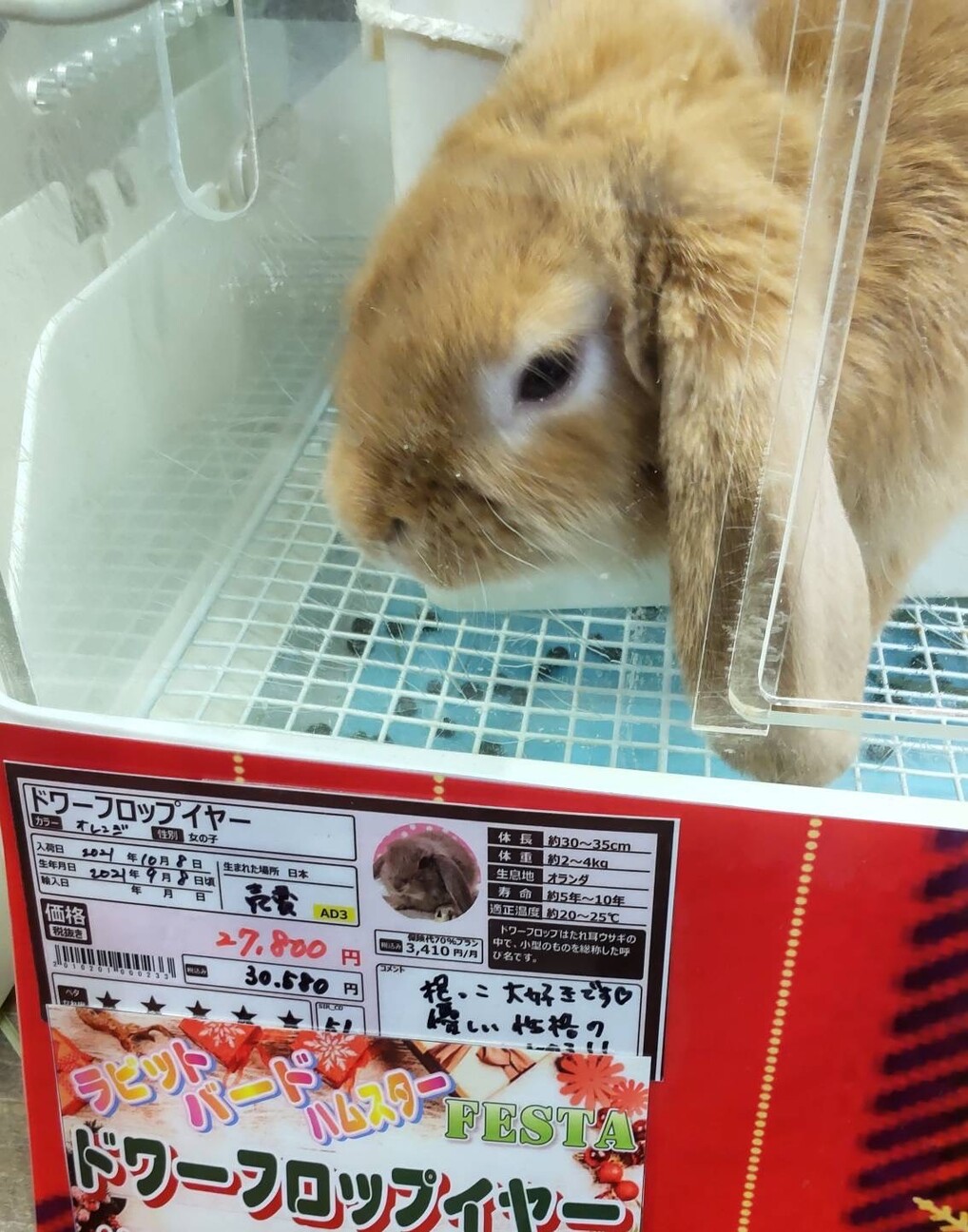 うさぎ　ドワーフロップイヤー サムネイル6