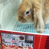 うさぎ　ドワーフロップイヤー サムネイル6