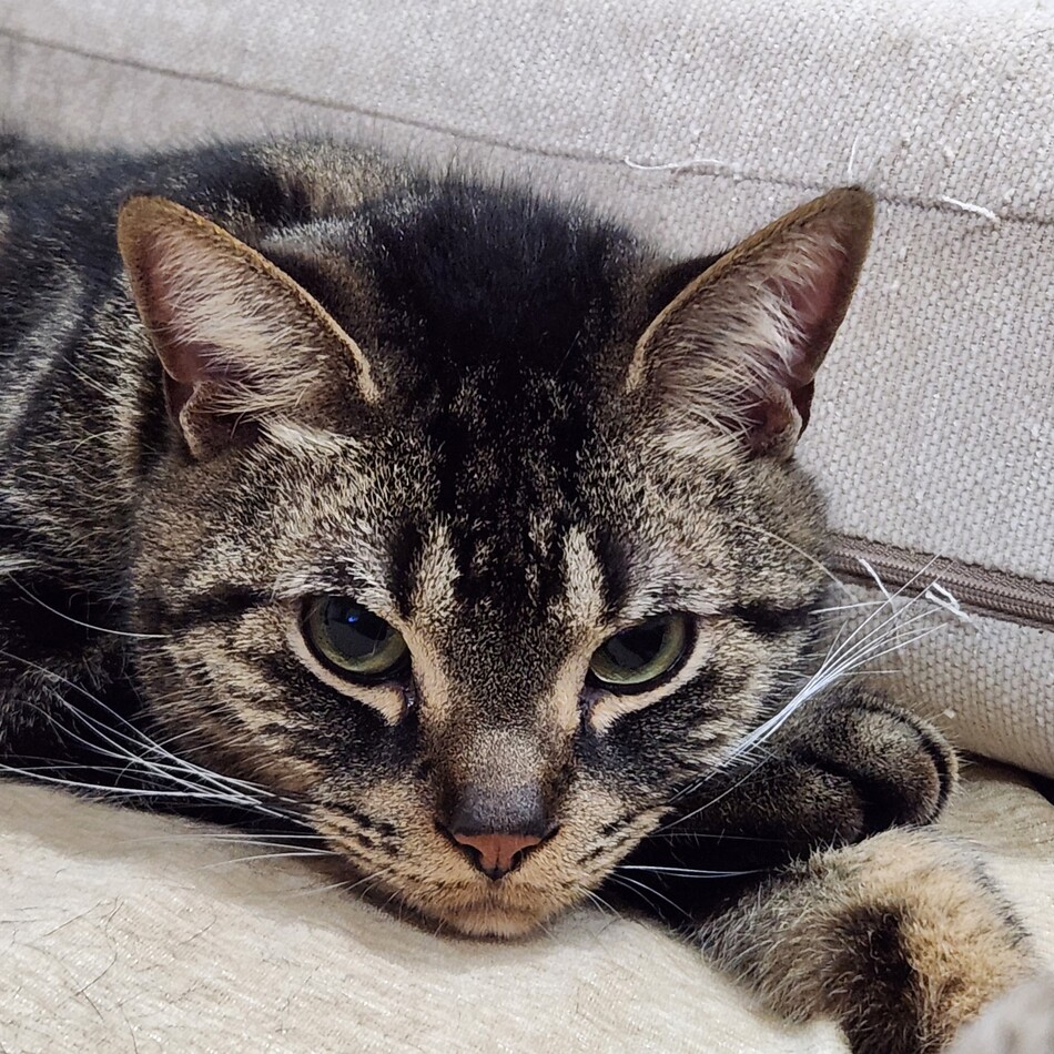 レオのカバー写真