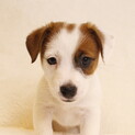 ジャックラッセルテリア7月16日生まれの子犬ちゃん