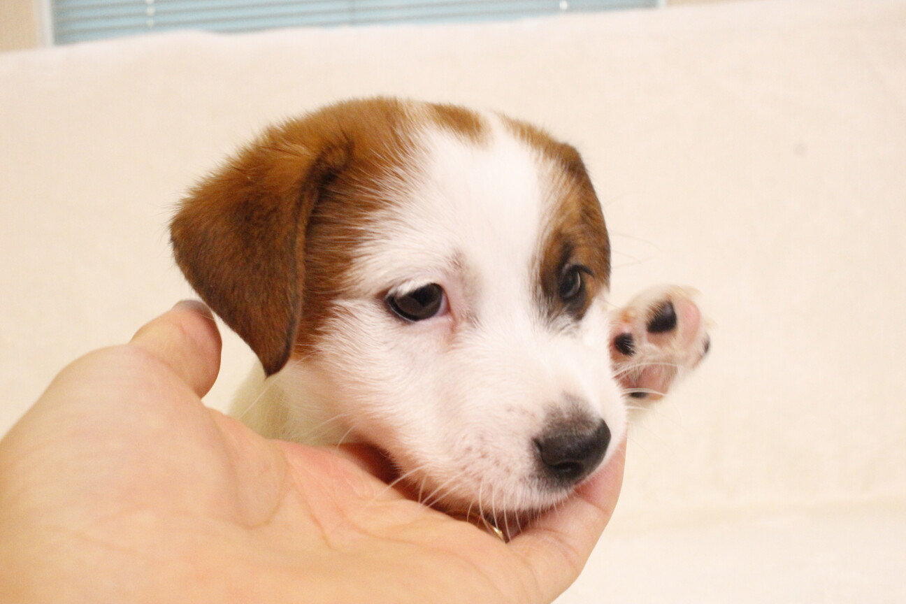 ジャックラッセルテリア7」和歌山県 - 犬の里親募集(527939) 3枚目