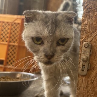 いかつめルックスなのに控えめ女子のスコティッシュ