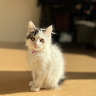 里親募集します。