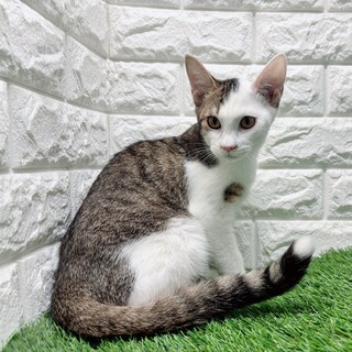 【12/7 東日本橋】♡たつまきパワーくん