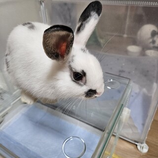 ゆだんするとお耳が垂れる男の子