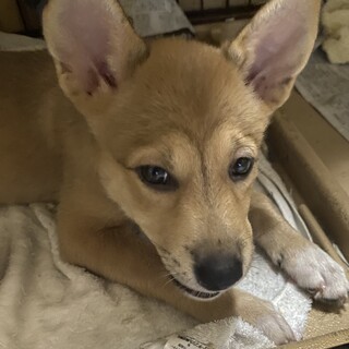 甘えん坊で優しい女の子りんちゃん２ヶ月半