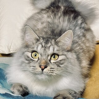 長毛、やんちゃな男の子