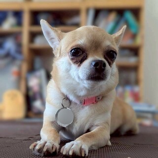 尻尾フリフリ♪控えめ甘えっ子スムースチワワの女の子