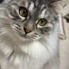 長毛、やんちゃな男の子 サムネイル4