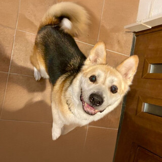 人間都合で9年ぶり2度目の収容をされた子