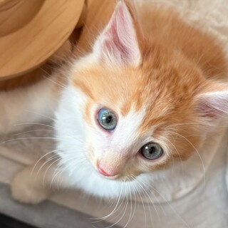 茶白坊や２カ月可愛い甘えん坊チビ君