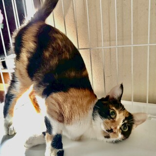 すりごろ甘えん坊　小柄な三毛猫ママ一才