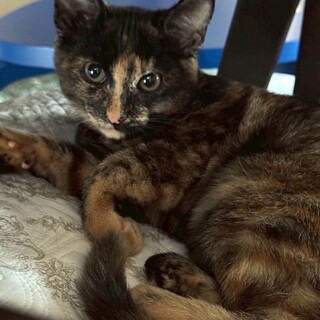 すりごろ甘えん坊　小柄なさび猫子猫♀三カ月半