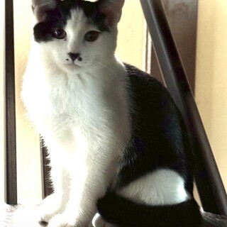 ゴロゴロに変身。なでなでできるおにぎり君三カ月半