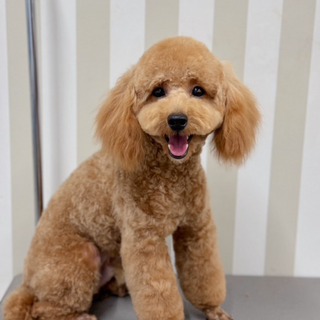 0歳トイプードル※里親募集