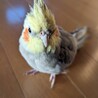オカメインコ男の子3才です サムネイル2