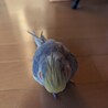オカメインコ男の子3才です サムネイル3